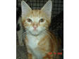Adopt Bach-at PS w/e a Domestic Short Hair - orange and white